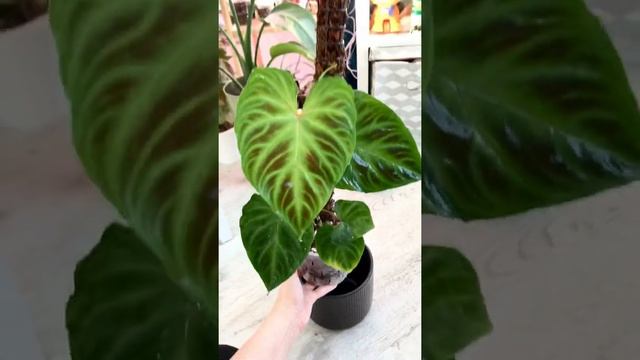 Philodendron Verrucosum #растения#филодендронверрукозум#plants#philodendron#philidendronverrucosum смотреть онлайн