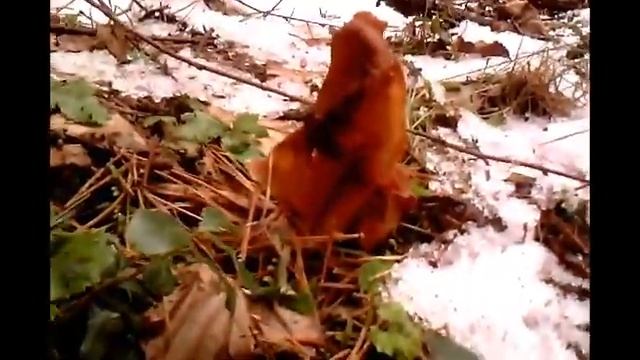 Сморчки и СтрочкИ. Грибы Лопастники Гиганты. смотреть онлайн