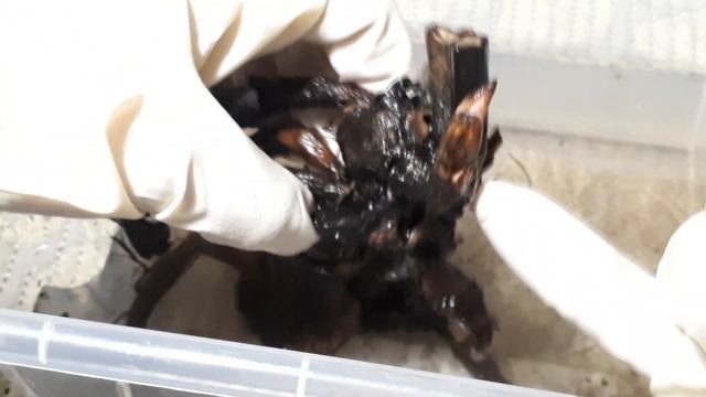 Сажаю ПИОНЫ. Обзор растений из посылки через 10 дней после посадки!