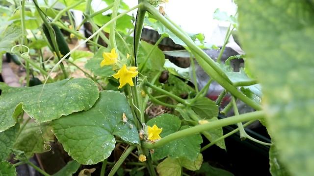 9 сортов огурцов / Мой отзыв. Сравниваю и критикую смотреть онлайн