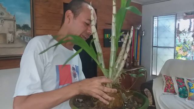 ANSELLIA AFRICANA ORQUÍDEA APRENDA TODO MISTICISMO смотреть онлайн