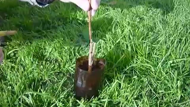 Прививочный секатор - прививка деревьев копулировкой смотреть онлайн