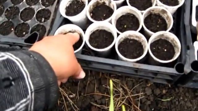 Что выросло в парнике за четыре дня смотреть онлайн