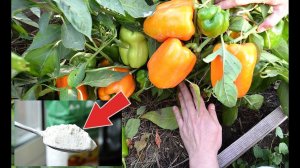 3 подкормки для перца в июле для урожая вашей мечты! Чем подкормить перец во время плодоношения??