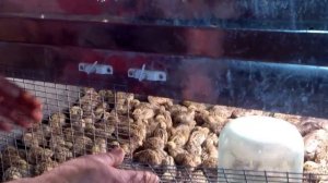 Про плотность посадки. МОИ перепела