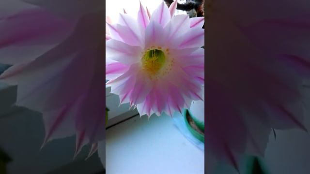 Кактус цветет 40 часов смотреть онлайн