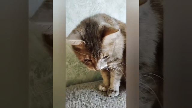 Маргоша хулиганит, выясняем, чей диван. смотреть онлайн