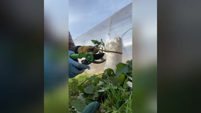 Малина ремонтантная обрезка осенью, размножить малину черенками легко Малины будет много я подкормл смотреть онлайн