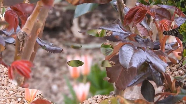 Весеннее настроение. Красота природы. Цветы. Крым весна 2016 смотреть онлайн