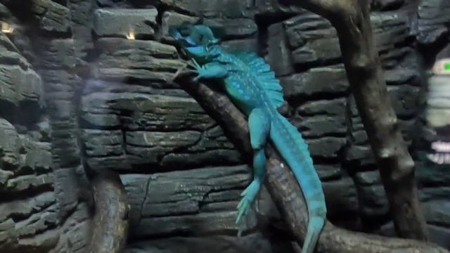 Прогулка в Океанариуме №1, который находится в ТЦ "Рио" на Дмитровке смотреть онлайн