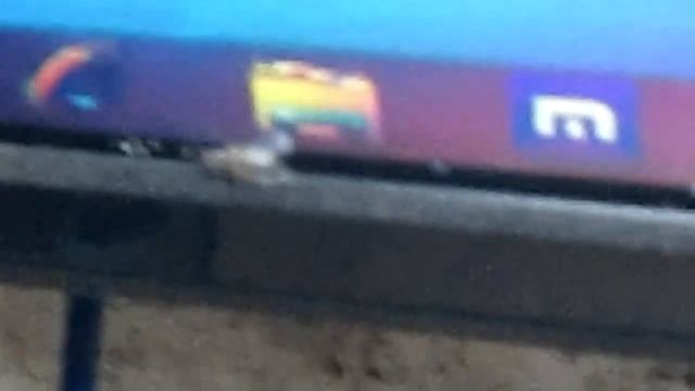 Муха смотреть онлайн