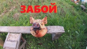 ЗАБОЙ ПОРОСЁНКА И РАЗДЕЛКА ТУШИ НА ТРЕНОГЕ.