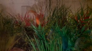 Золотая рыбка Ильда: как уживается с гуппи