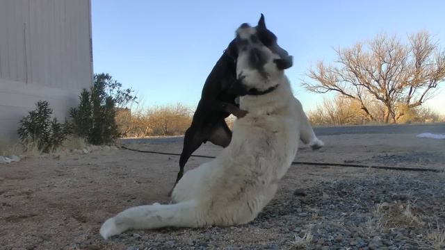 Doberman Vs. Kangal