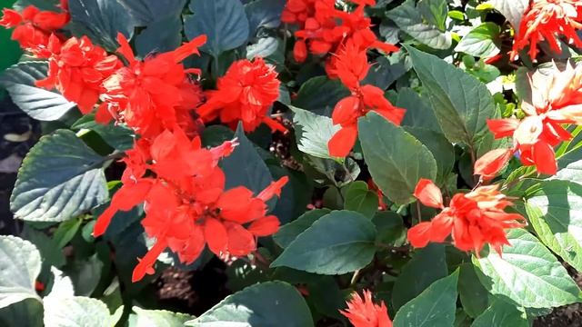 Сальвия / Шалфей сверкающий / Шалфей блестящий / Salvia Splendens