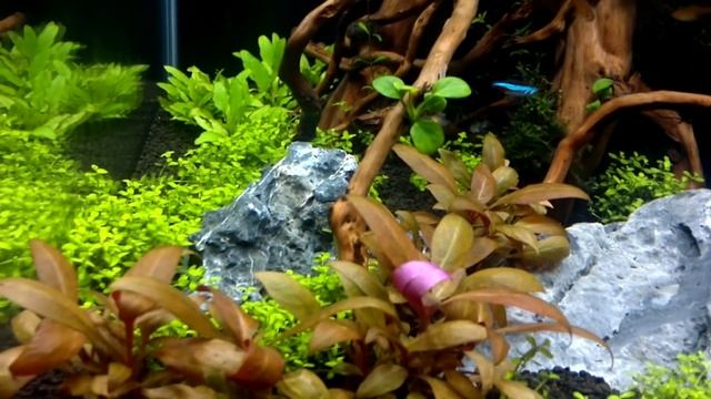 Dennerle Nano Cube 60 Liter Seawater & Nature Aquarium