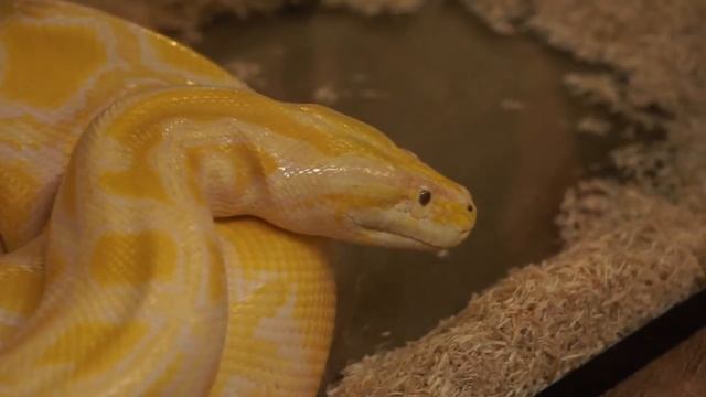 Albino Python, Reptile Show, Sony A55, Minolta 50mm 2.8 Macro Lens, Montreal, 6 March 2011 смотреть онлайн