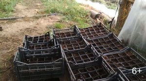 Выращивание голубики как бизнес.  Саженцы голубики Инвитро.