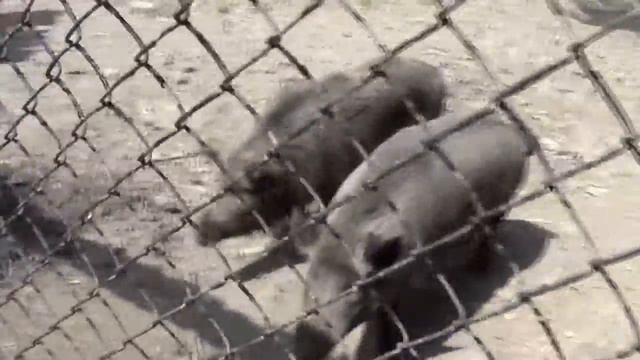 прикольные животные !!! приколы с животными !!! fun with the animals !!!532 смотреть онлайн