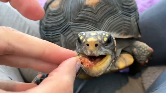 Redfoot tortoise begs like a pro for fresh figs смотреть онлайн