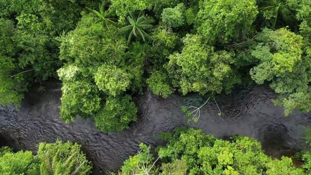 Река в лесу и пение птиц в 4K | River In The Forest 🌲 смотреть онлайн