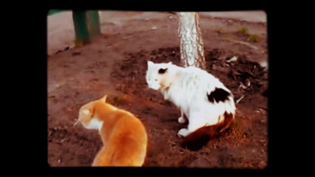 Коты срутся за территорию смотреть онлайн