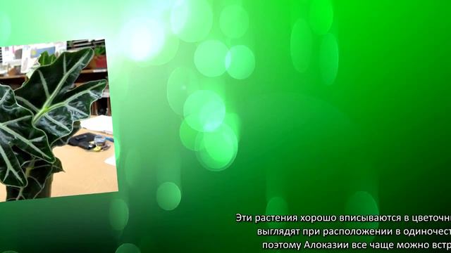 Алоказия смотреть онлайн