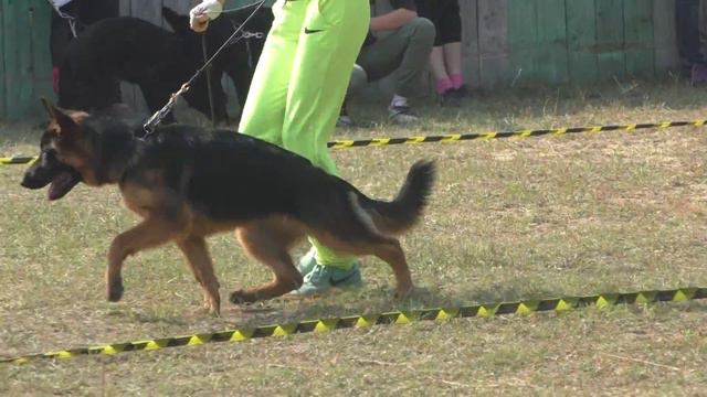 беби кобели часть 2 Томск Попов
