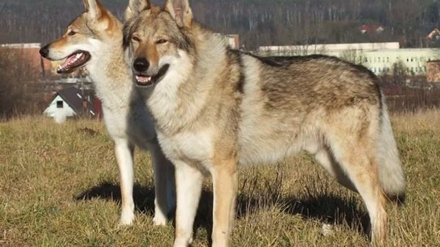 Собака похожая на волка: названия пород лаек смотреть онлайн