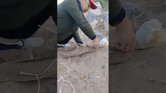 Рыбалка Балхаш. Ловля змееголова(1) смотреть онлайн