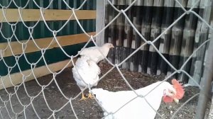 Весна/Курятник с выгулом??своими руками