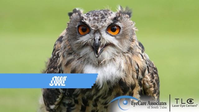 Eyedentify The Animal 11 смотреть онлайн