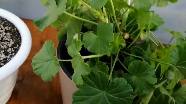 Обрезка пеларгонии(герани)розебудной, зональной!!!!! ? смотреть онлайн