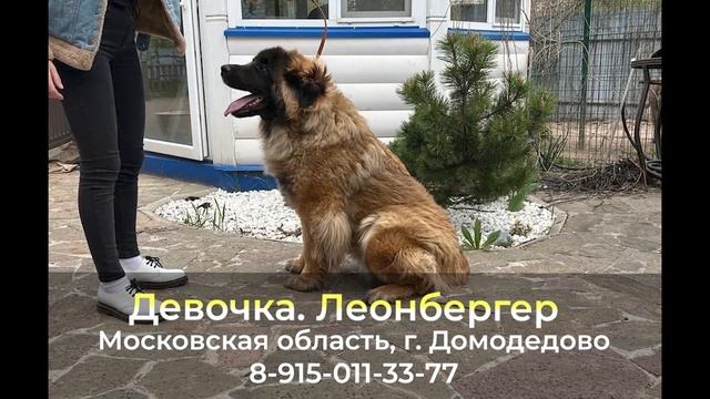 Пропала собака ! Девочка , Леонбергер, Московская область , г. Домодедово смотреть онлайн