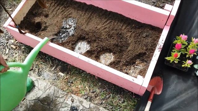 Посадка Цинерарии в открытый грунт. смотреть онлайн