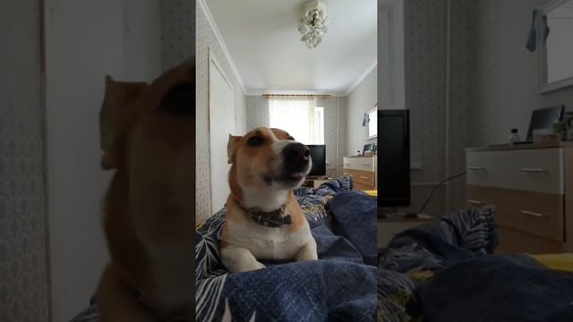 Что за тигр этот лев :) смотреть онлайн