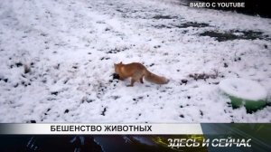 бешенство животных