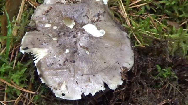 Чистота - наше вдохновение