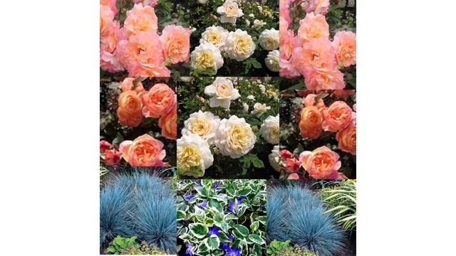 Розы- составляем композиции по цвету, с многолетниками?- готовые идеи;Розы на окне мини обзор? смотреть онлайн