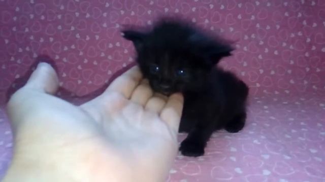 Норвежский лесной котёнок. Чёрная кошка. смотреть онлайн