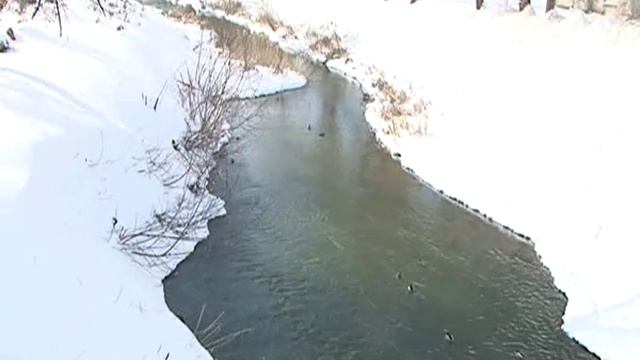 В Курской области растет популяция водоплавающих птиц смотреть онлайн