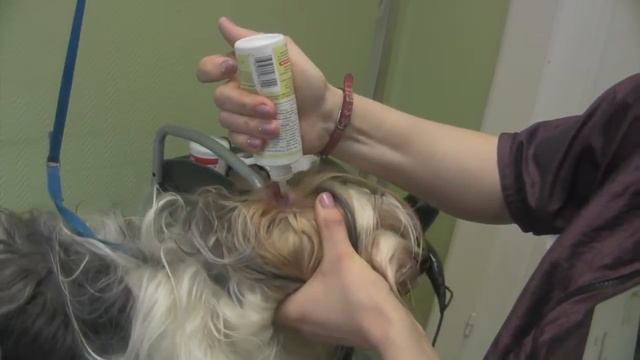 Груминг в сети салонов красоты для животных 