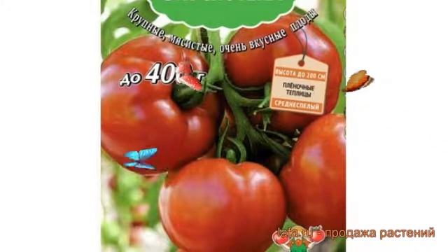 Томат обыкновенный Рафинад F1 (rafinad f1) ? Рафинад F1 обзор: как сажать, семена томата Рафинад F1 смотреть онлайн