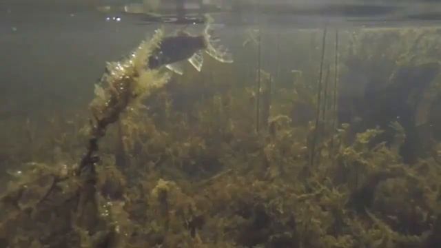 ✅ ЩУКА РЫБАЛКА . РЕДЧАЙШЕЕ ВИДЕО ? смотреть онлайн