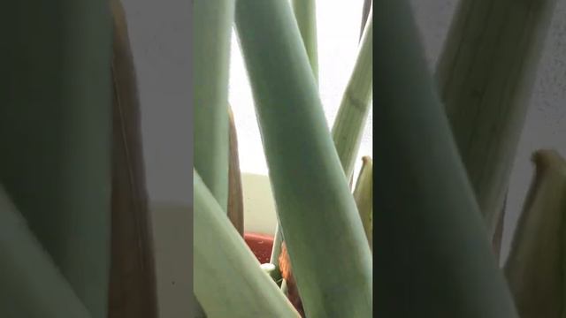 Zz plant flower part1 смотреть онлайн