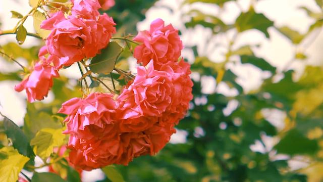 Красно-розовые розы цветение | Футажи красивая природа [FullHD] смотреть онлайн