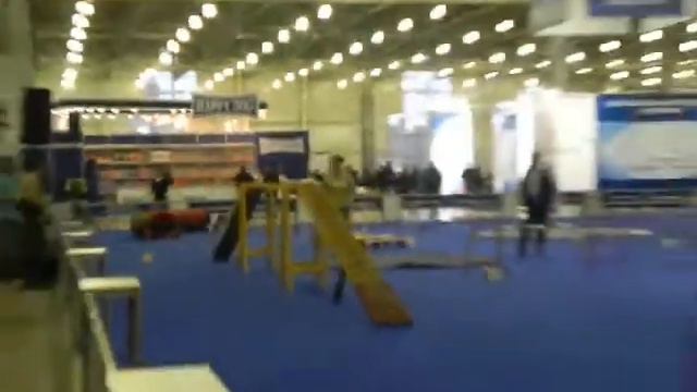 Старцева А. аджилити.MOV смотреть онлайн