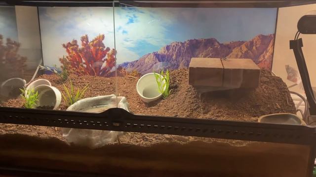 3 month old Savannah monitor setup, aggression, feeding, husbandry and more! смотреть онлайн