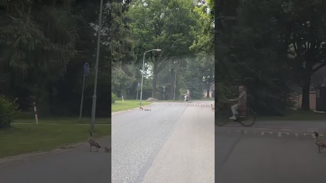 Как гуси переходят дорогу в Нидерландах #shorts смотреть онлайн