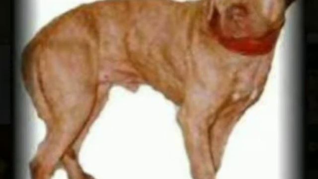 STONE CITY KENNELS GRAND CHAMPION YELLOW BUCK HISTORY смотреть онлайн
